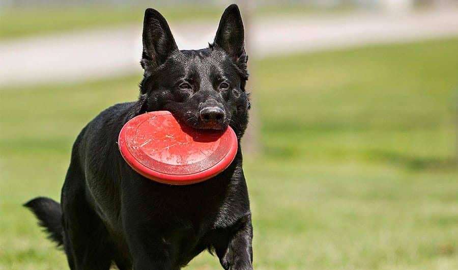 kong flyer frisbee dog