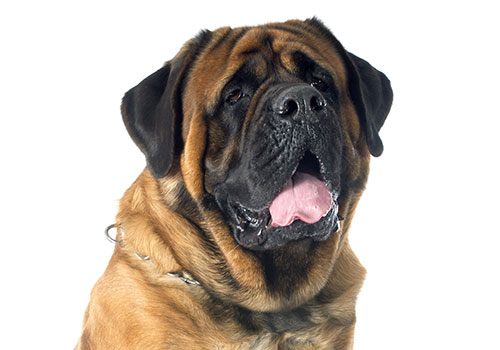 Bullmastiff breed