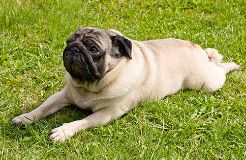 pug laying down