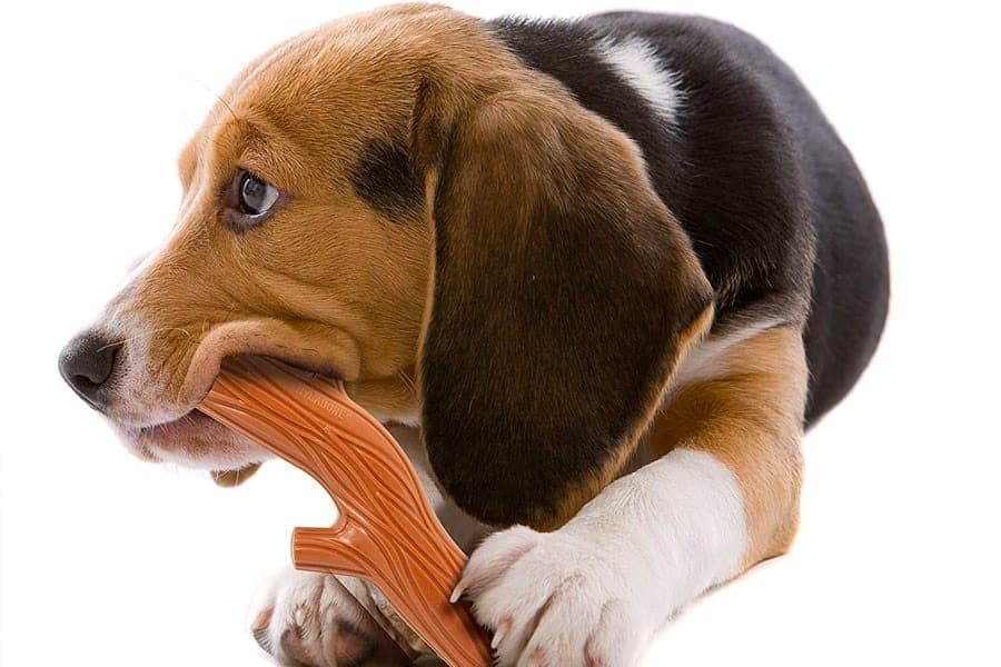 puppy with stick chew toy