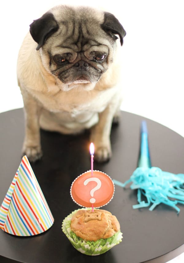 10 Dog Cupcake Recipes Your Pup Will Love