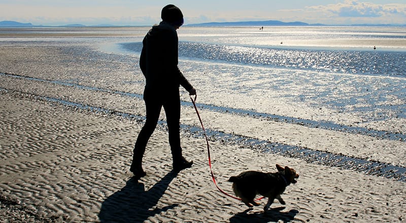 dog walking on beach