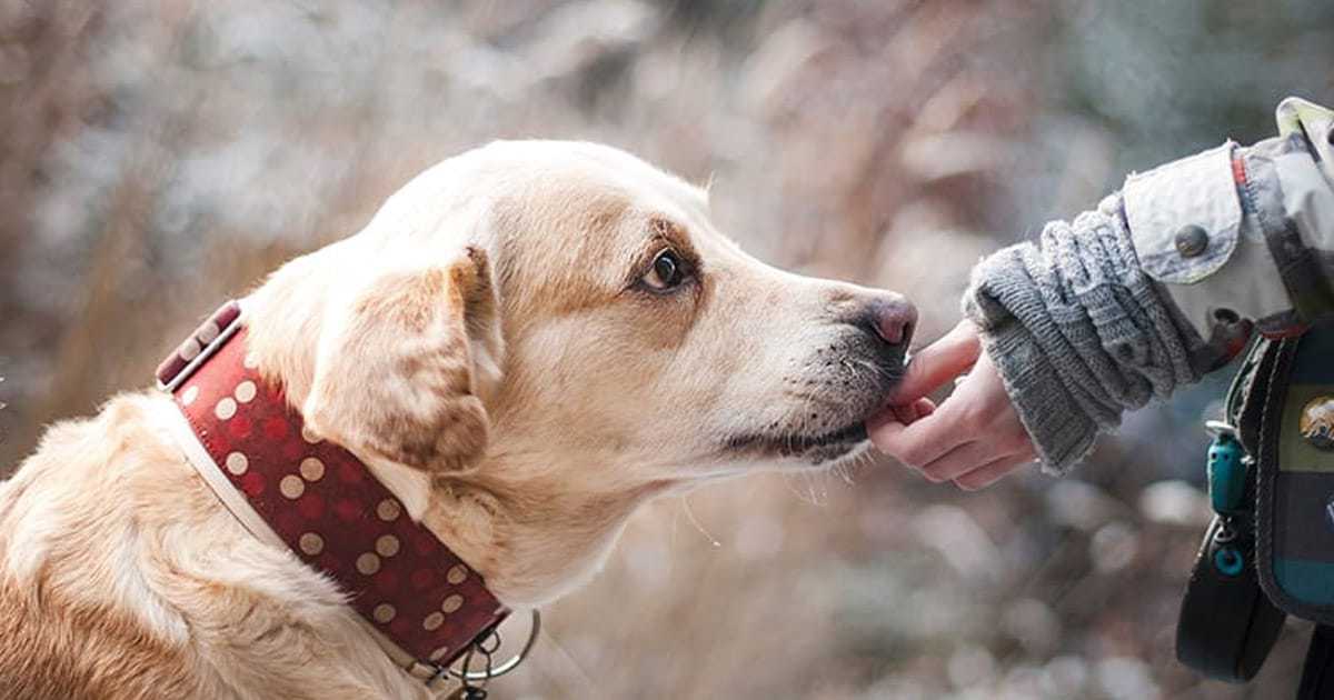 20 Simple Ways to Spend More Time with Your Dog - My Dog's Name