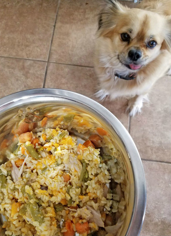 10 Homemade Dog Food Recipes Every Dog Mom Should Know