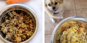 homemade dog food