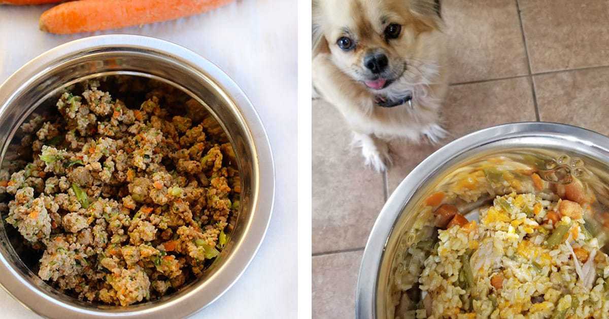 10 Homemade Dog Food Recipes Every Dog Parent Should Know