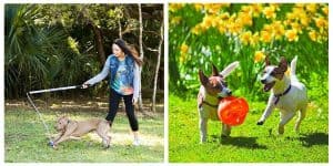 toys for hyperactive dogs