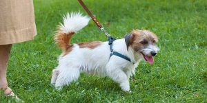 dog leash training & socialization