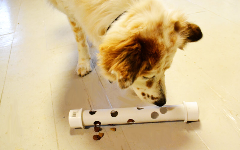 Leopold's Crate: Fun activity for dogs who like to disembowel their  stuffed animal toys.