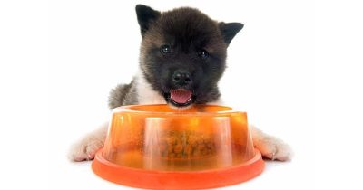what to feed a puppy