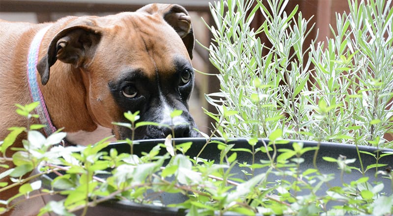 Plants Poisonous to Dogs
