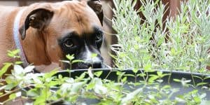 dogs poisonous plants