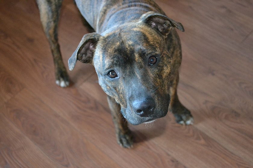 Pitbull Names - dark brown dog close-up