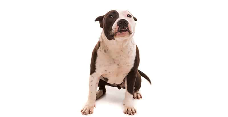 Young dog on white background