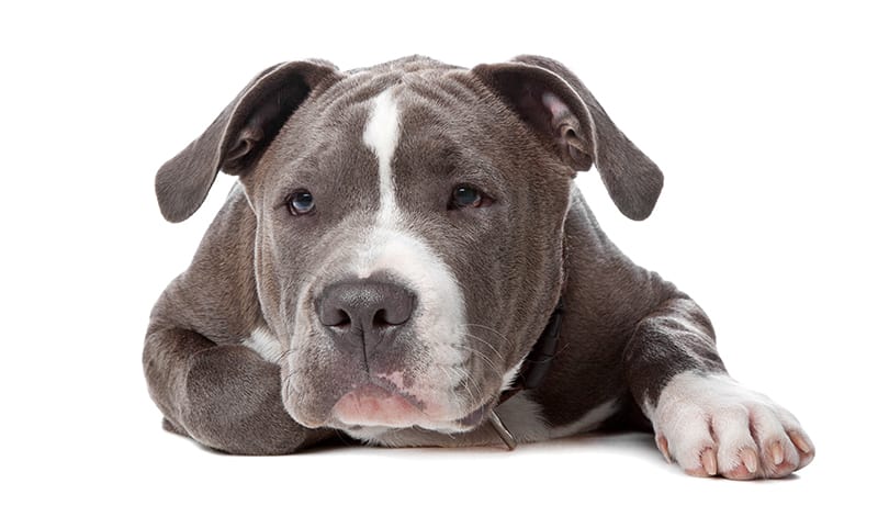 grey pitbull laying down