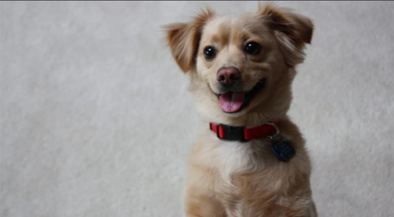 Golden Retriever Chihuahua Mix: A Sweet & Sassy Pup