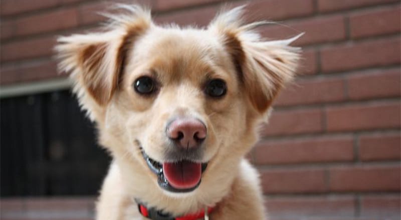 Golden Retriever Chihuahua Mix: A Sweet & Sassy Pup