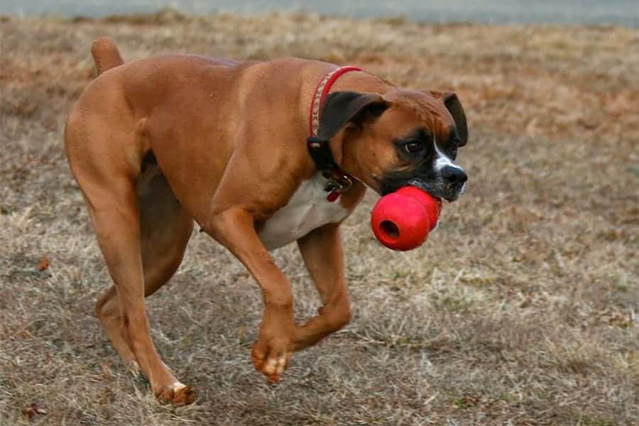 dog with kong in field