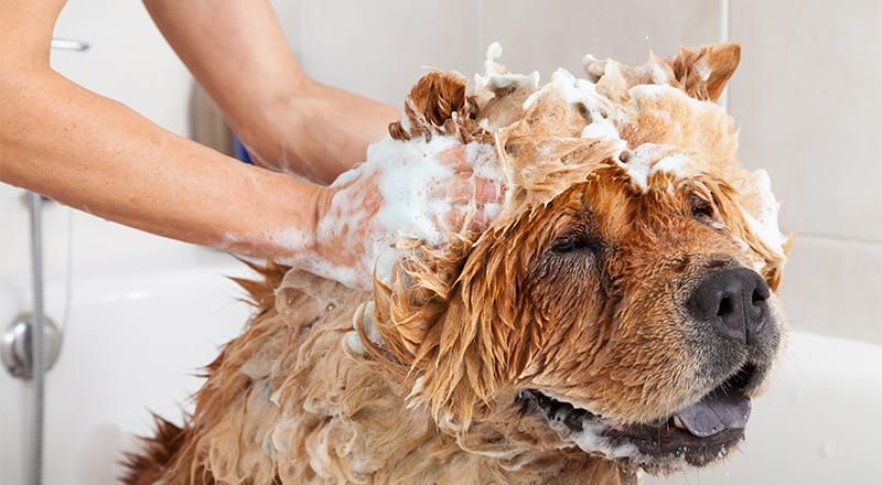 10 Home Grooming Tips Every Dog Mom Should Know