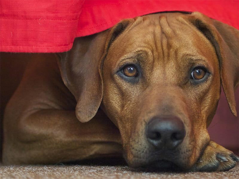 How much does a Rhodesian Ridgeback cost? 