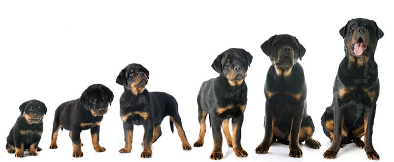 Rottweiler dogs