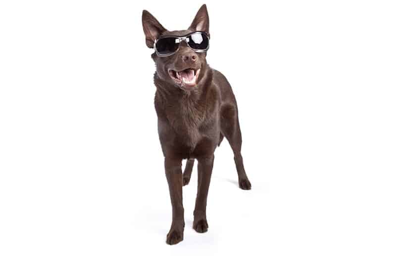 Badass Dog with sunglasses