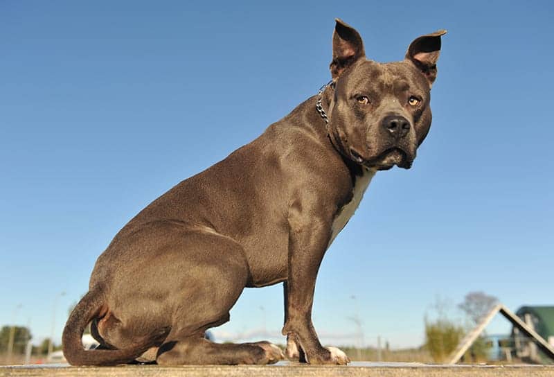 Kickass dog names cheap