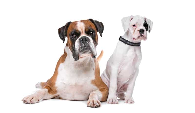 Boxer Dog Names