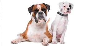 Boxer Dog Names