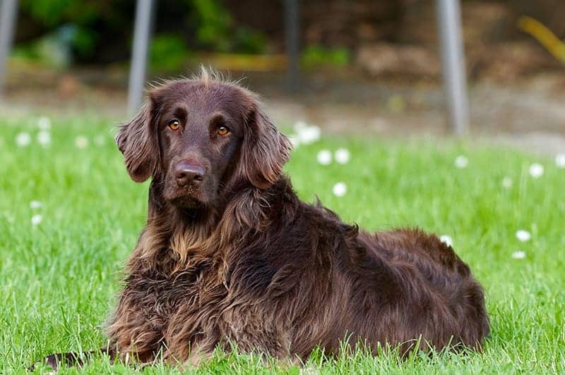 Brown Dog Names