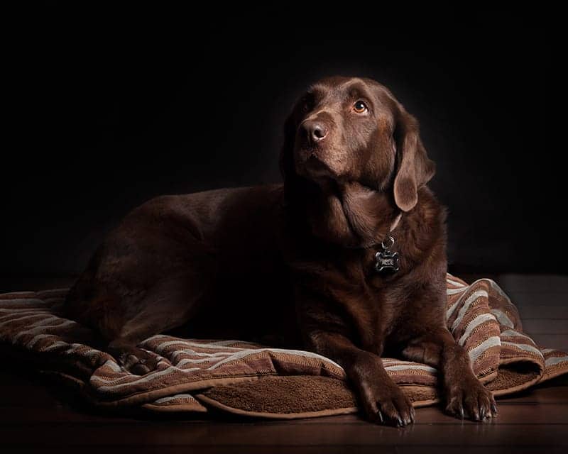 Chocolate Labrador