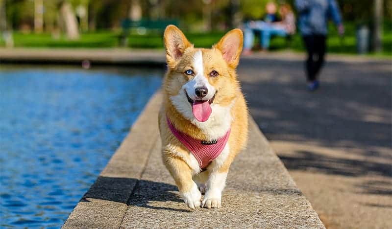 Corgi Names