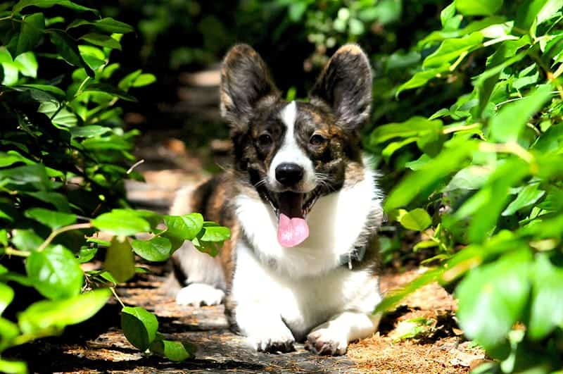 Dog in woods