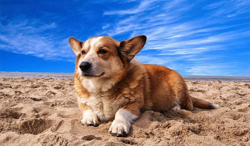 Corgi on the sand