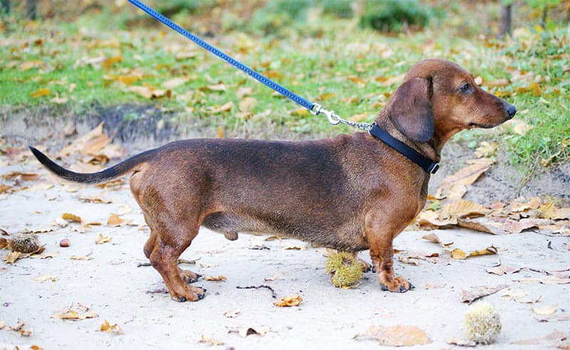 Dog on a leash