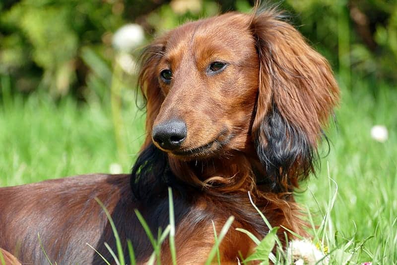 Dachshund laying in grass