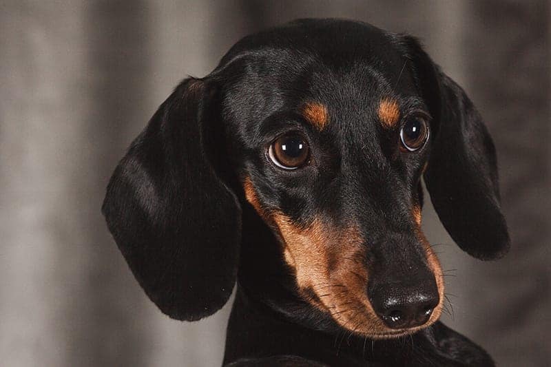Cute dachshund with big eyes