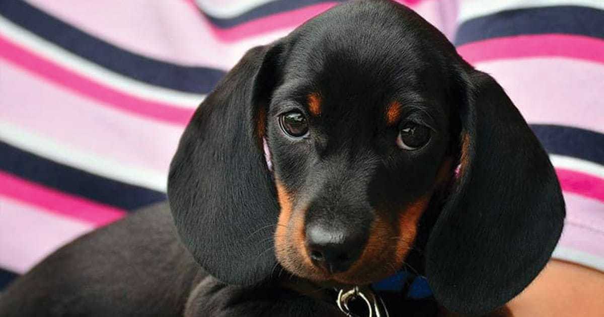 Dachshund Names - [225+ Perfect Wiener Dog Names!] - My Dog's Name