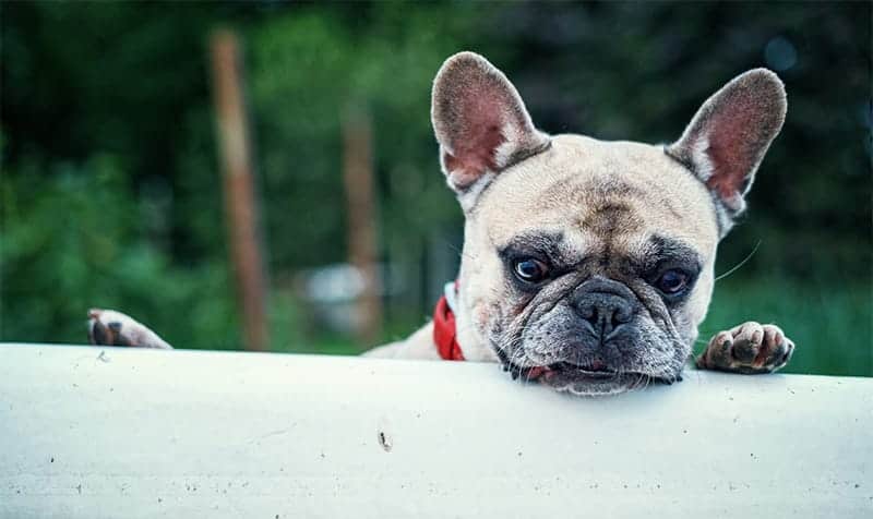 Adorable french bulldog with its head on a railing