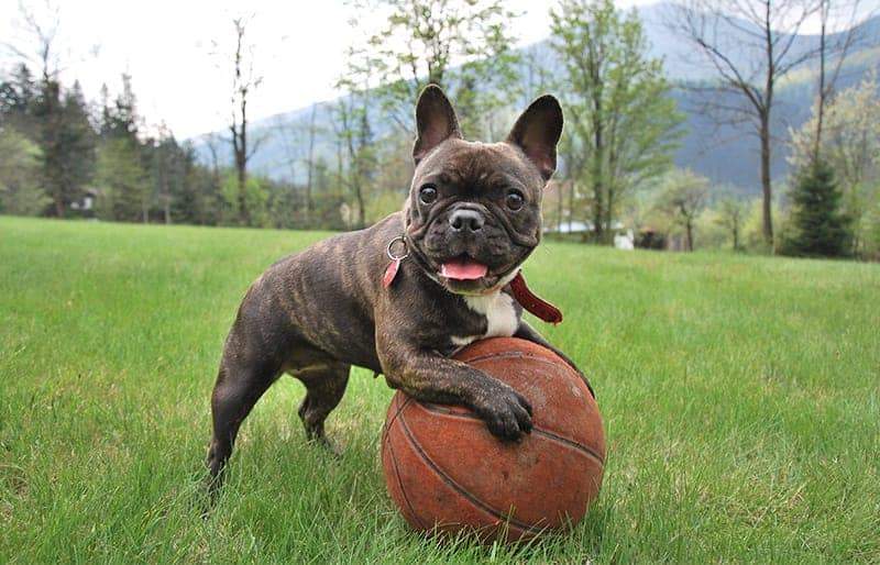 Cute Frenchie with a basketball