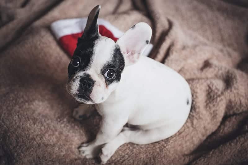 french bulldog puppy sitting with a santa hat behind it