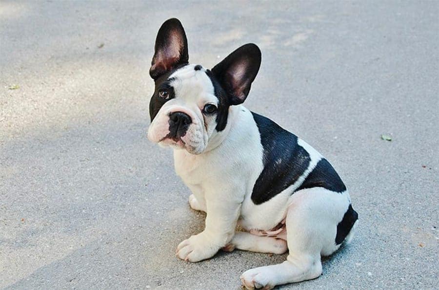 white and black french bulldog sitting on pavement