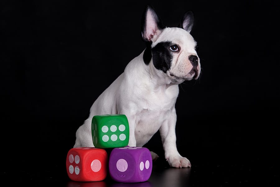 black and white frenchie dog sitting with dice