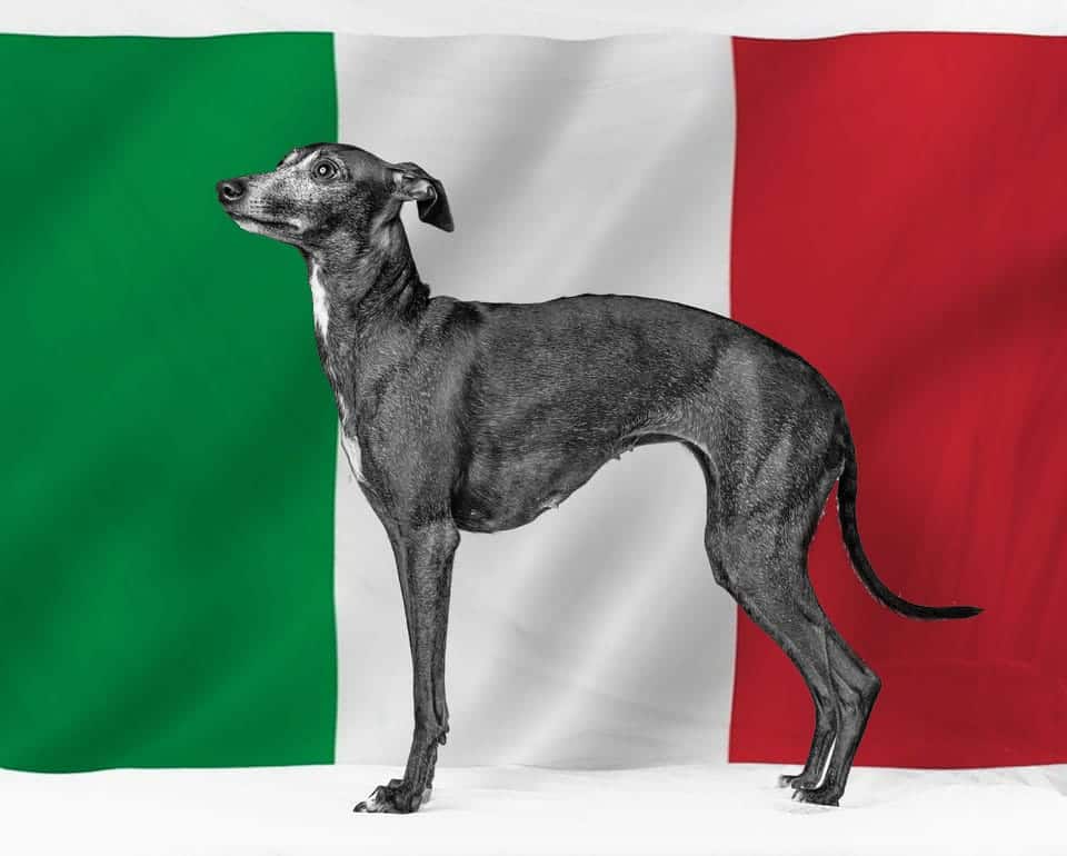 Italian Dog Names - dog on Italian flag