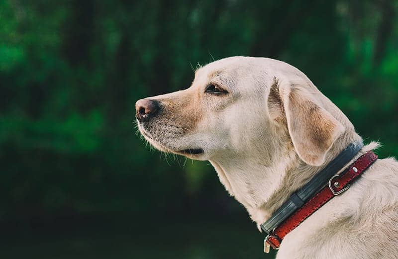 profile of a yellow lab