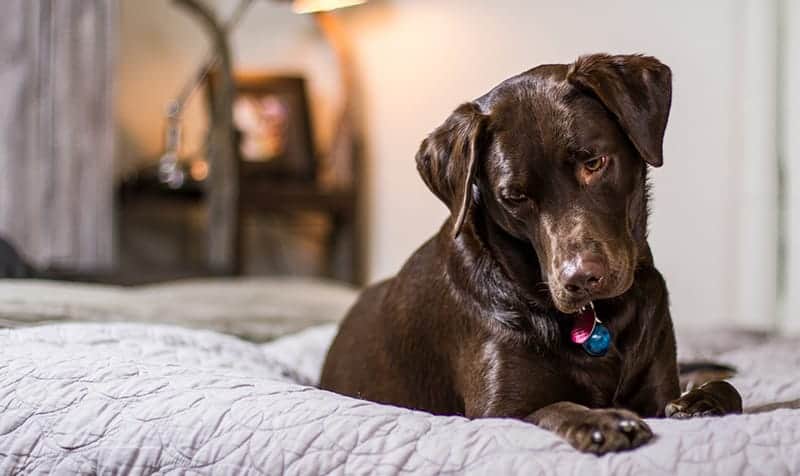 chocolate lab on a bed