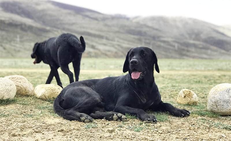 black labs in a field