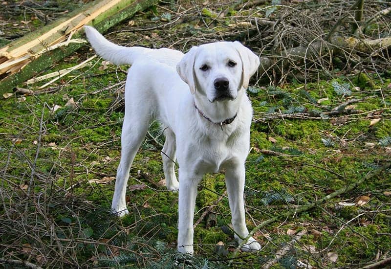 Labrador Names