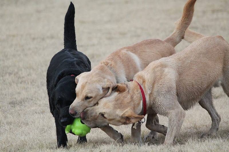 Athletic dogs fighting over a toy