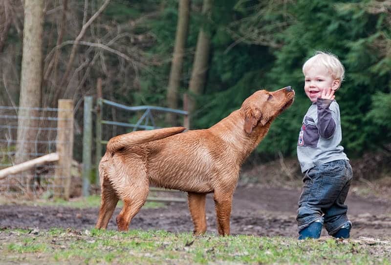 Red labrador with a child